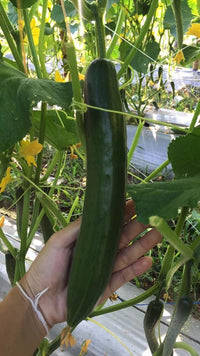 japan cucumber 500g ໝາກແຕງຍີ່ປຸ່ນ