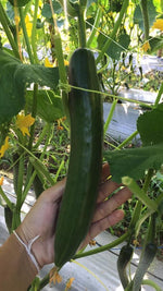 japan cucumber 300g ໝາກແຕງຍີ່ປຸ່ນ