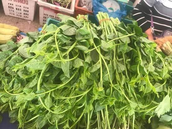 malabar spinach 1kg ຜັກປັງ