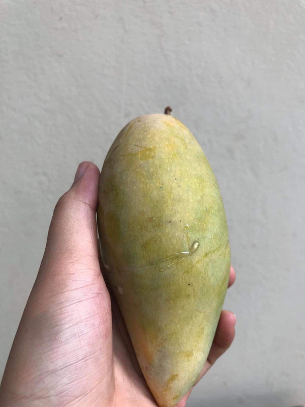 Num dox mai Mango0,5kg ໝາກມ່ວງນໍ້າດອກໄມ້