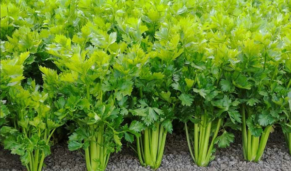 Big celery bundle ຜັກເຊເລີລີ່ໃຫຍ່1ມັດ