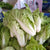 Chinese Cabbage 500g ຜັກາດຂາວຫໍ່