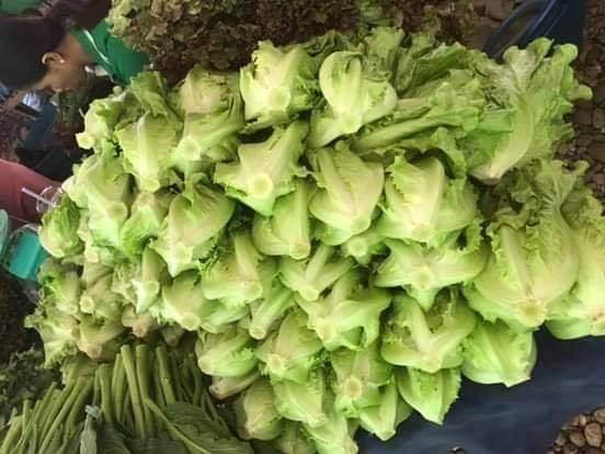 Chinese lettuce 500g ສະຫຼັດກອບຈີນ