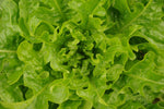 Green oak lettuce 1kg ສະຫຼັດກຣິນໂອກ