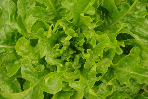 Green oak lettuce 200g ສະຫຼັດກຣິນໂອກ