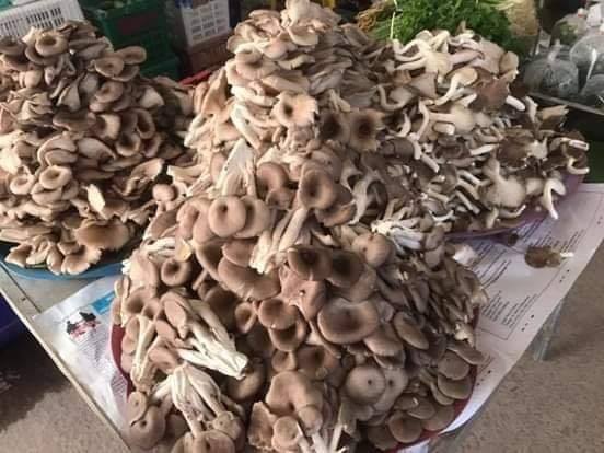 Oyster mushroom 300g ເຫັດນາງລົມ