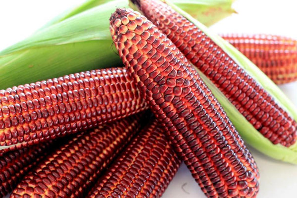 Red sweet corn Piece ສາລີຫວານກິນດິບ1ມານ