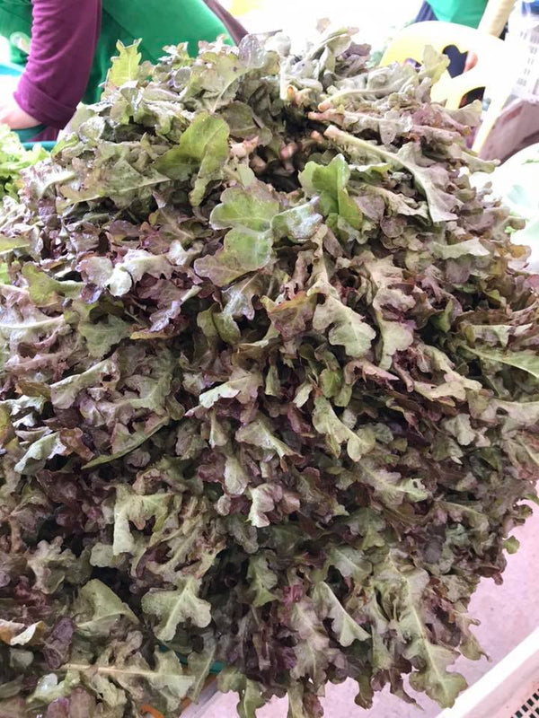 Red oak lettuce 1kg ສະຫຼັດເລດໂອກ