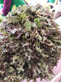 Red oak lettuce 500g ສະຫຼັດເລດໂອກ