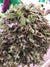 Red oak lettuce 100g ສະຫຼັດເລດໂອກ