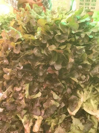 Red oak lettuce 100g ສະຫຼັດເລດໂອກ