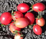 Pink tomatoes 1kg ໝາກເລັ່ນສີບົວ