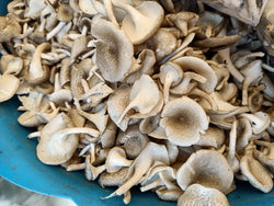 White mushroom 500g ເຫັດຂອນຂາວ