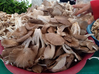 Angel mushroom 1kgເຫັດນາງຟ້າ