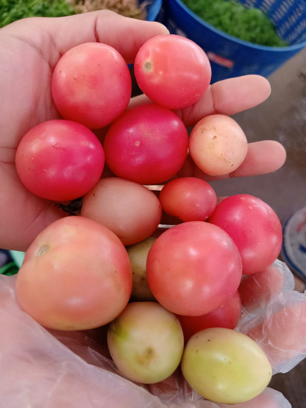 Pink tomatoes 500g ໝາກເລັ່ນສີບົວ