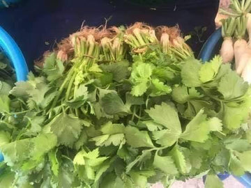 Small celery bundle ຜັກເຊເລີລີ່ນ້ອຍ1ມັດ
