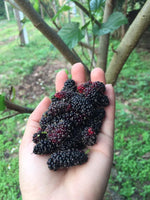 mulberry 300g