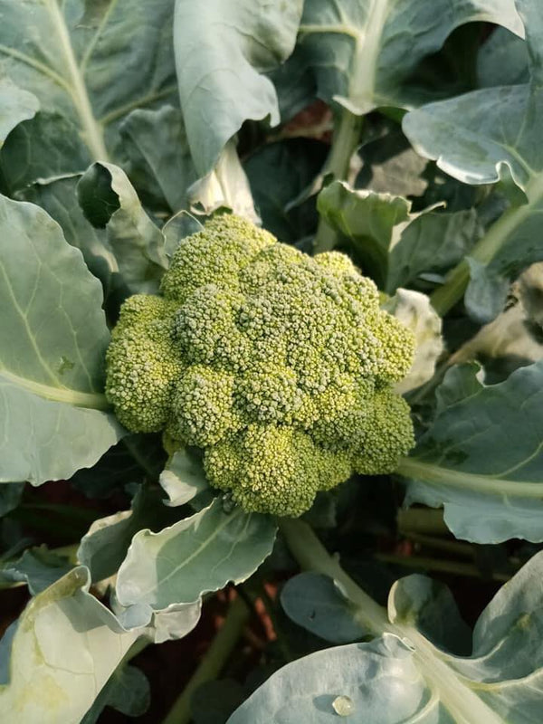 Broccoli 1kg ບອກໂຄລີ່