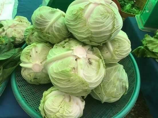 cabbage 500g ກະຫຼໍ່າປີ