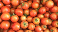 Yellow cherry tomatoes 1kg ໝາກເລັ່ນເຊີລີ່ເຫຼືອງ