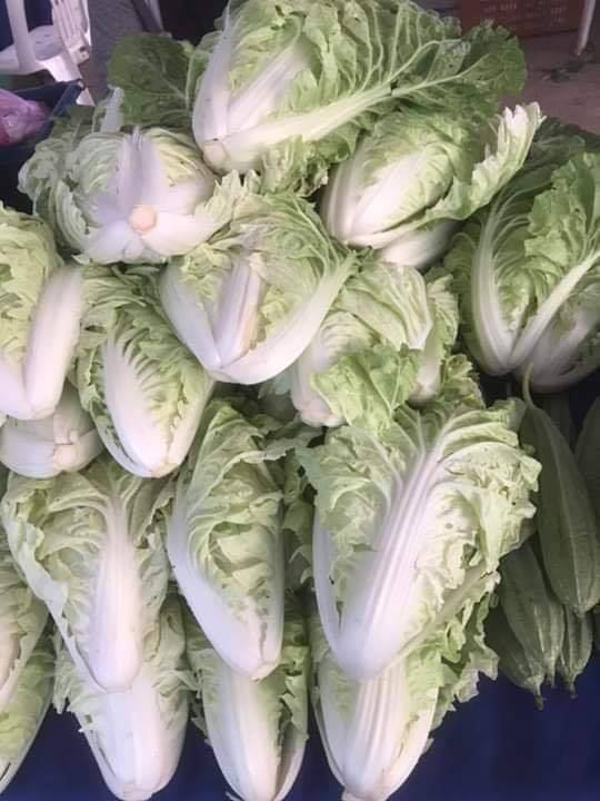Chinese Cabbage 1kg ຜັກາດຂາວຫໍ່