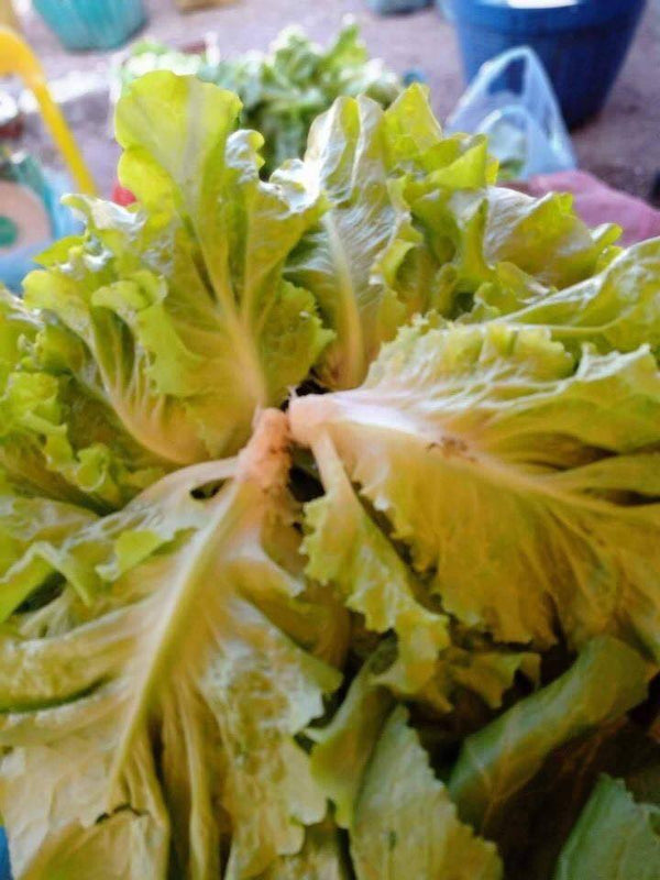 Dokchan lettuce 1kg ສະຫຼັດດອກຈັນ