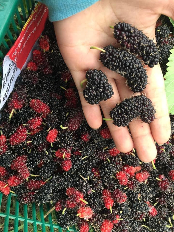 mulberry 1 kg