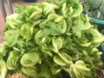 frill lettuce 1kg ສະຫຼັດກອບສ້ອຍ
