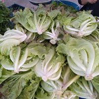 iceberg lettuce 1kg ສະຫຼັດກອບແກ້ວ