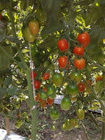lasanee tomatoes 1kg ໝາກເລັ່ນລາຊະນີ