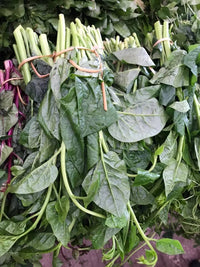 malabar spinach 200g ຜັກປັງ1ມັດ