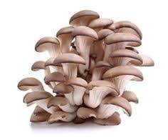 Oyster mushroom 1kg ເຫັດນາງລົມ