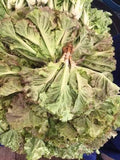 red leaf lettuce 500g ສະຫຼັດສີ