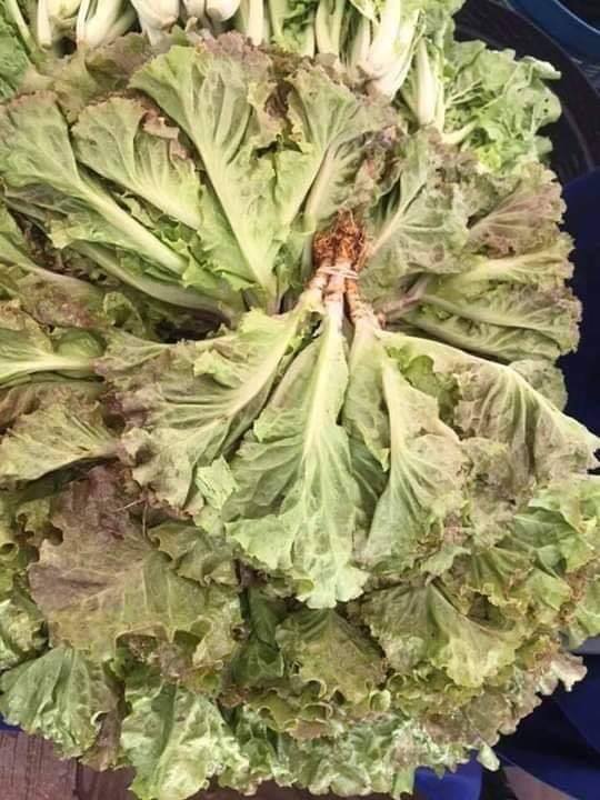 red leaf lettuce 200g ສະຫຼັດສີ